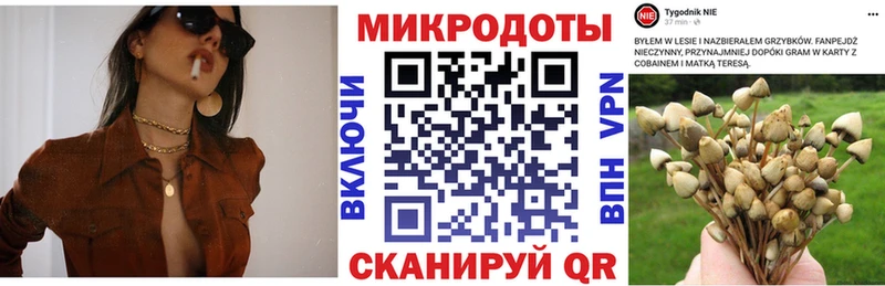 цена   Сычёвка  Псилоцибиновые грибы мицелий 